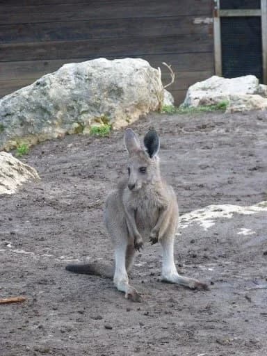 My great aunt loves animals, and often sends us photos from her adventures. I thought this kangaroo was cute.