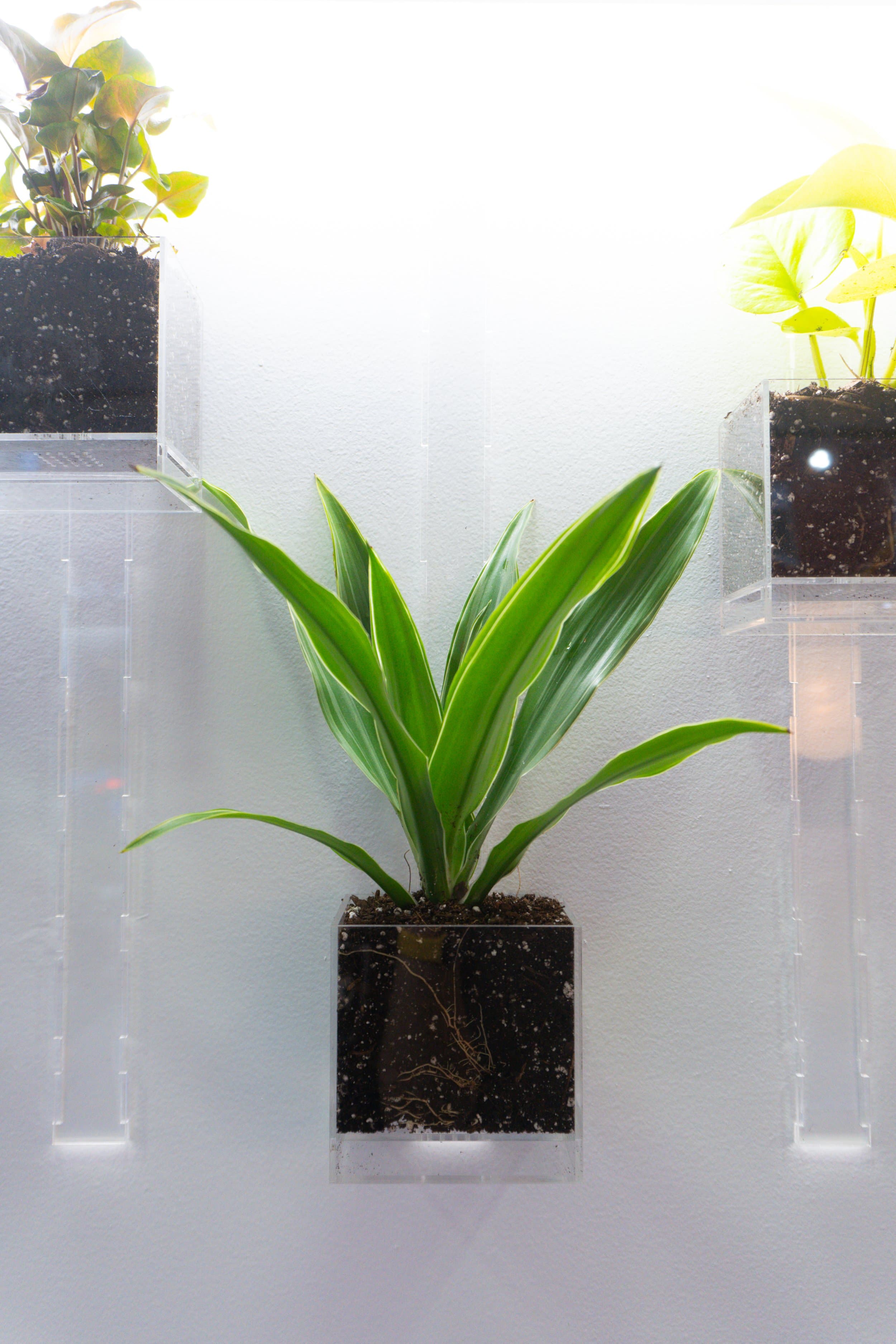 Pomander Walk (Artist Consultation) — 5