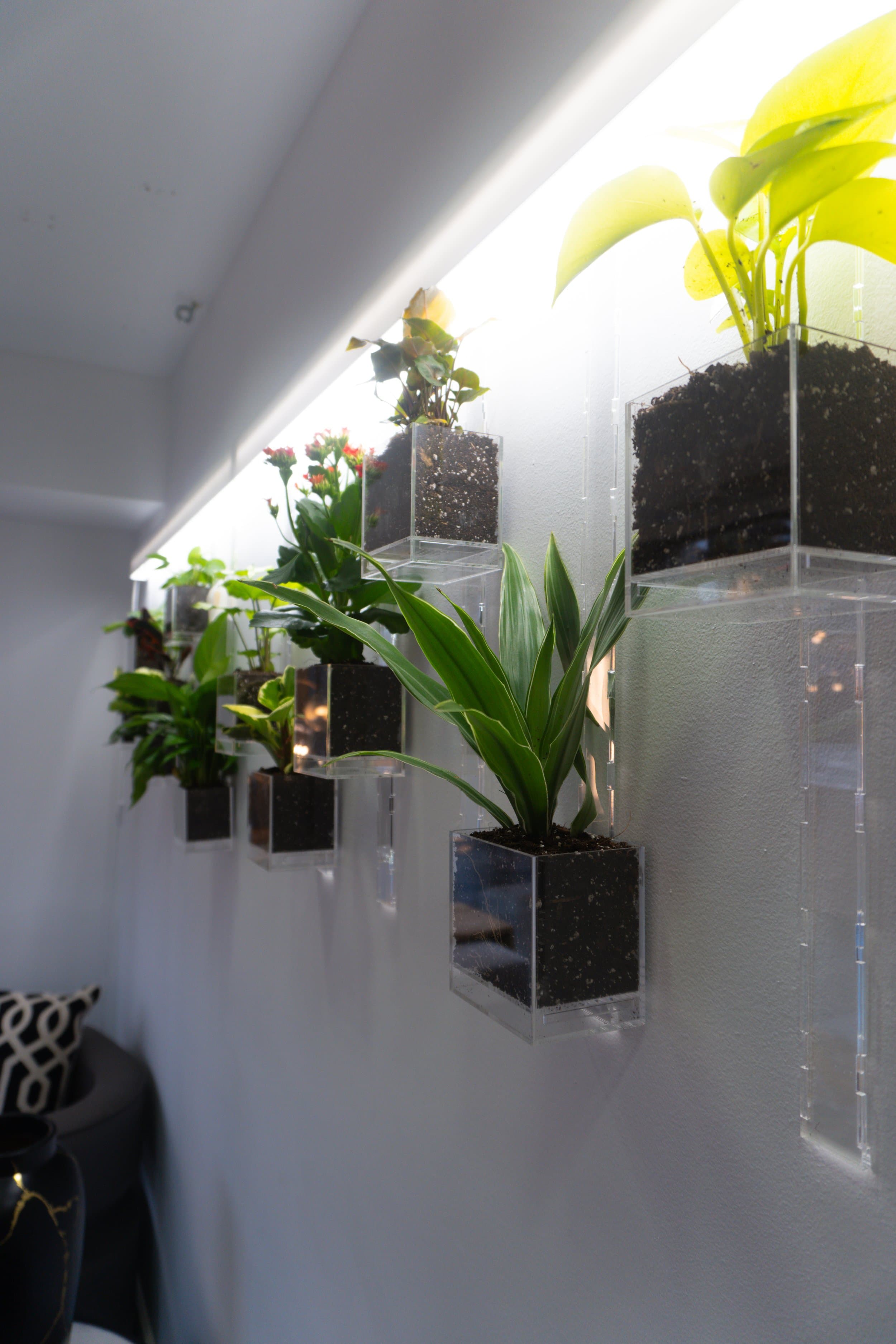 Pomander Walk (Artist Consultation) — 6