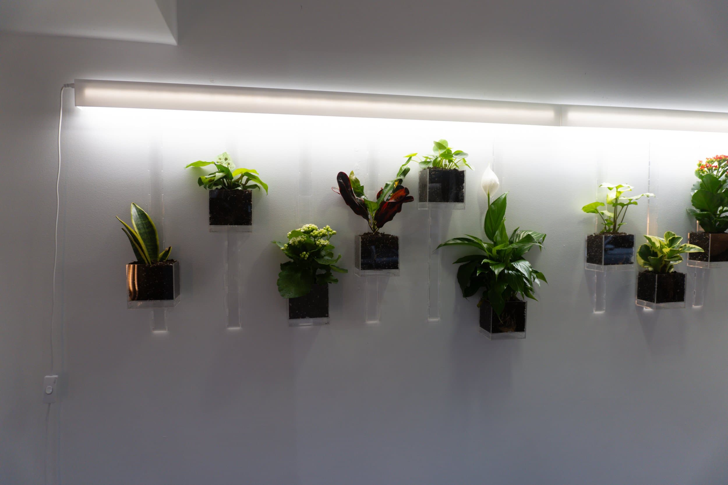 Pomander Walk (Artist Consultation) — 8