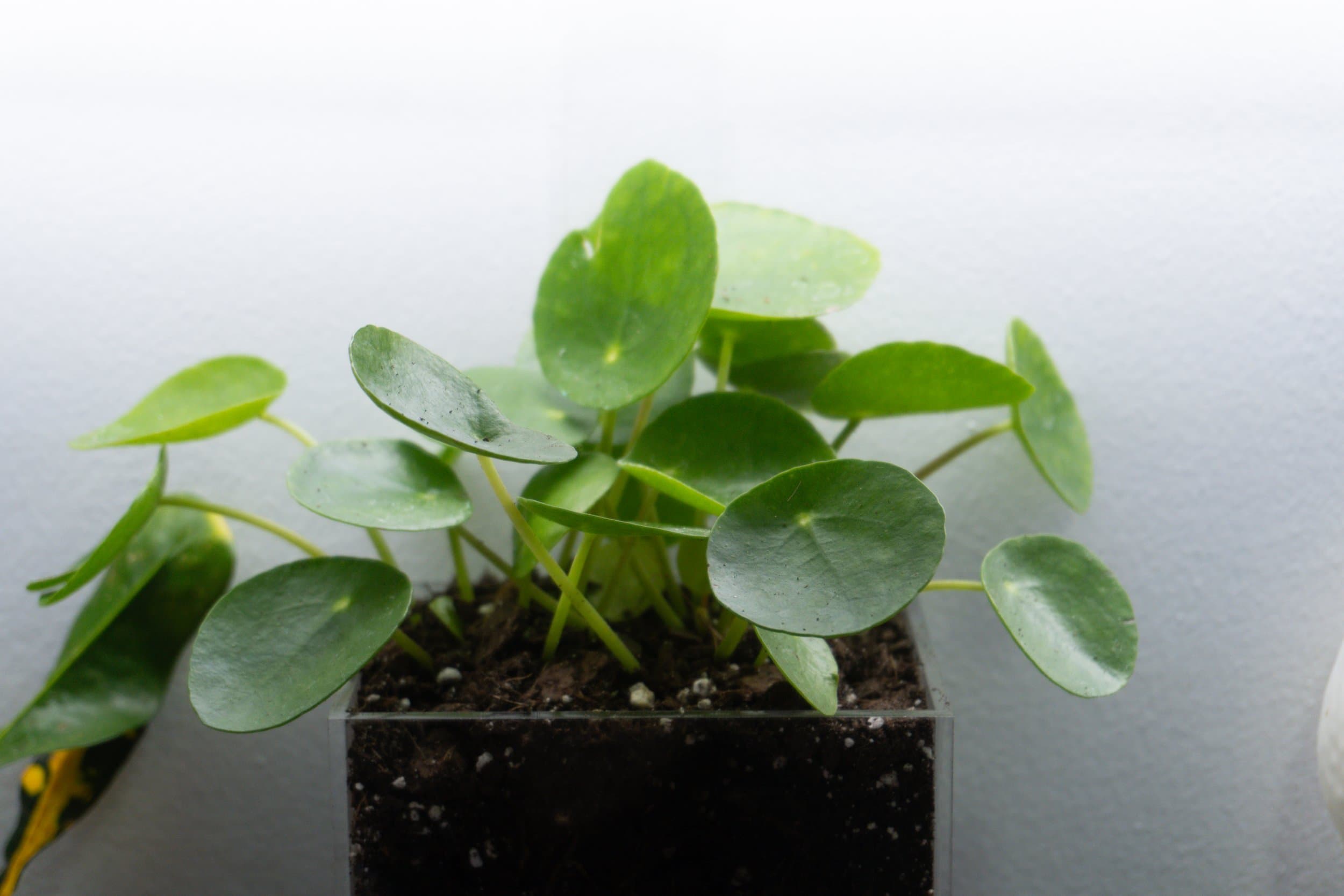 Pomander Walk (Artist Consultation) — 10