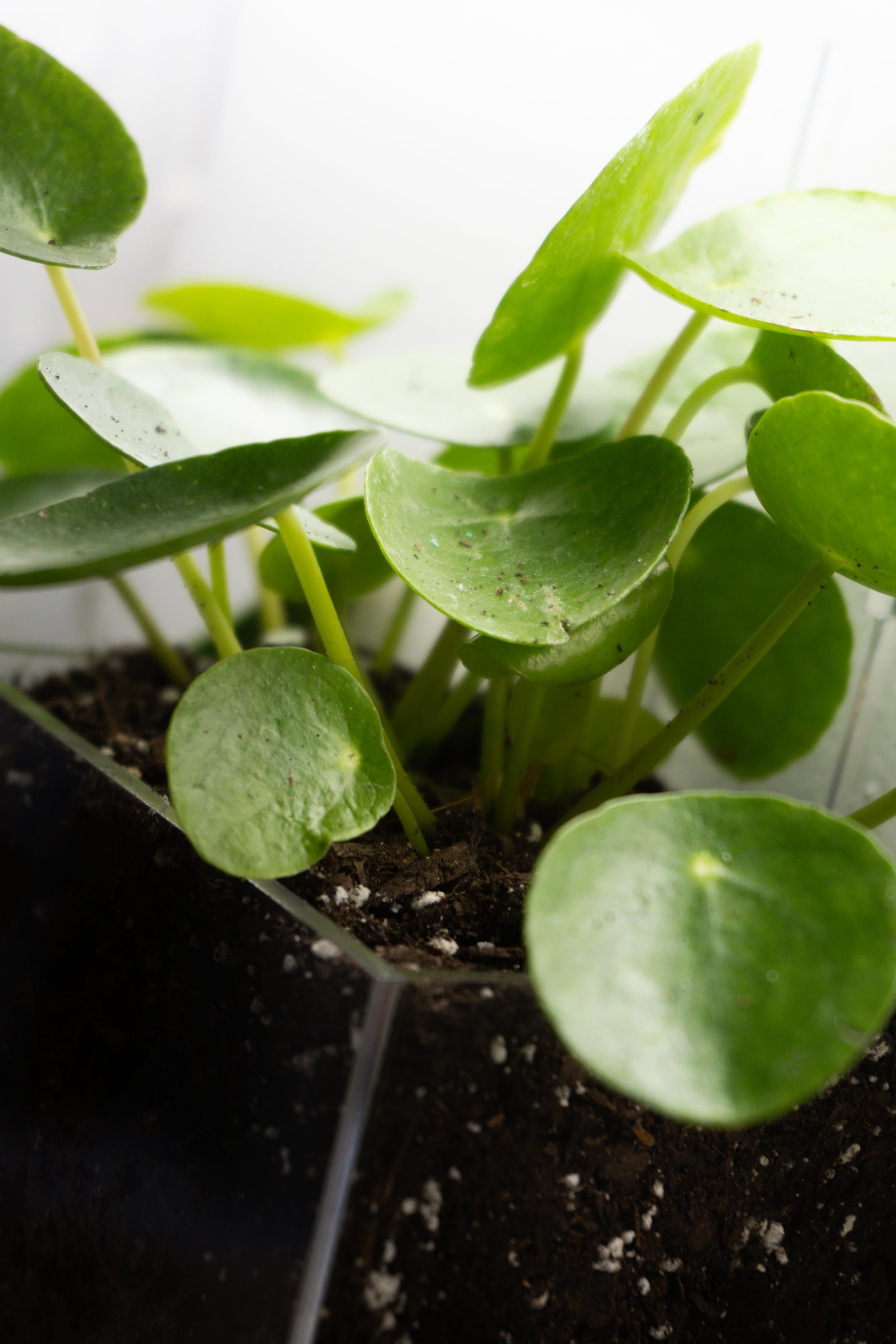 Pomander Walk (Artist Consultation) — 13