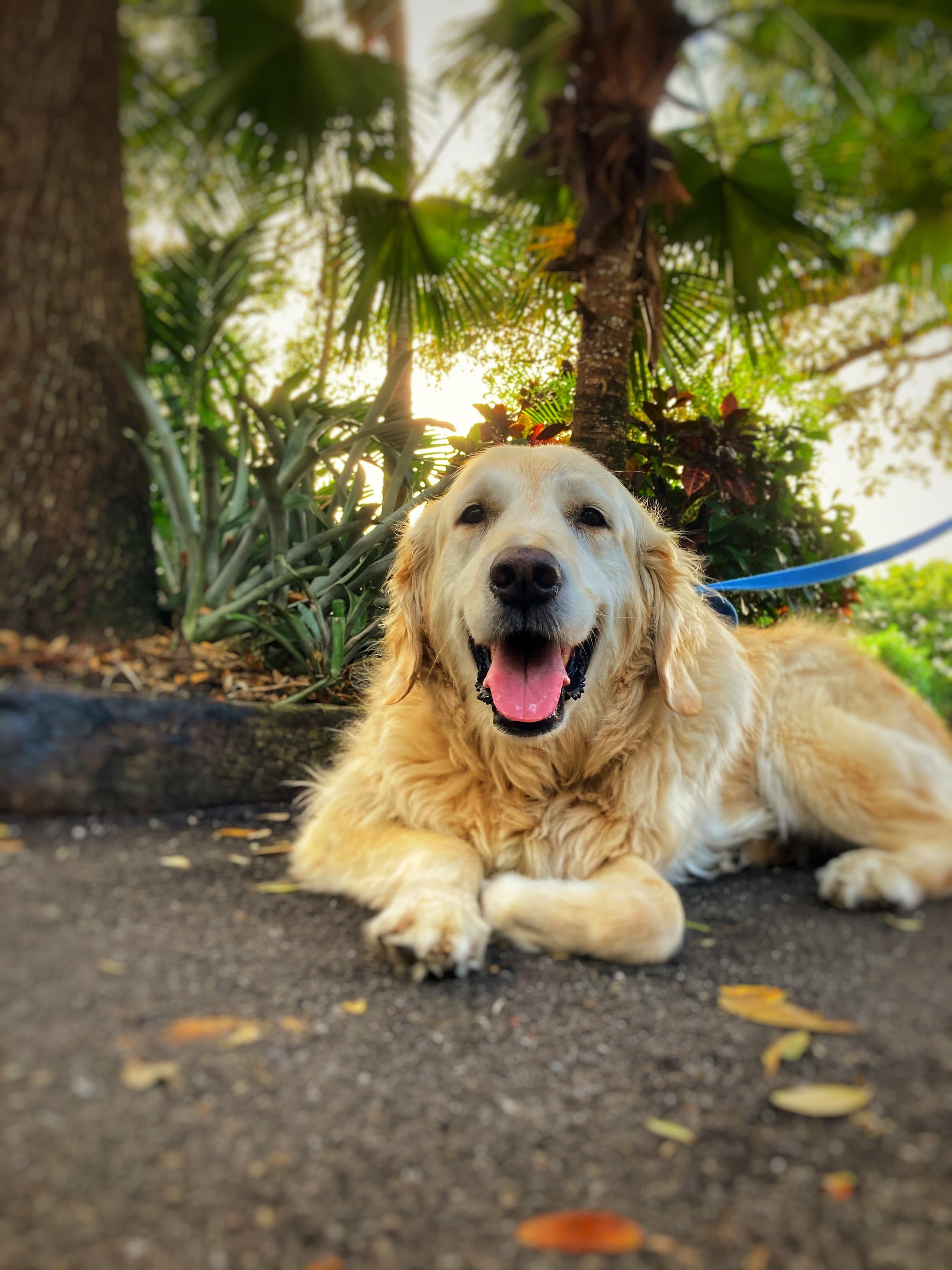 Here's the photo I used for the first Jake poster.